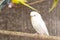 The Single White Budgerigar