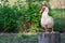 Single white call duck looking at camera. Semi-profile.