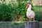 Single white call duck looking at camera. Semi-profile.