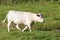 Single white Charolais beef cow walking through a lush green pas