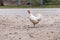 Single white chicken standing on road