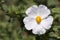 Single White Cistus Salvifolius - Rockrose