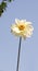 Single white Dahlia flower