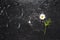 Single white daisy flower on black texture background