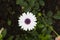 Single white daisy flower over dark garden background, flower garden