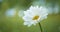 Single white daisy in soft focus swaying in the breeze