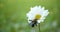 Single white daisy in soft focus swaying in the breeze with a bumble bee resting on the petals