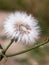 Single white dandelion fluff flower head intact whole