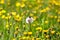 Single white dandelion with insect on background of yellow young dandelions and green grass