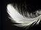 A single white detailed feather