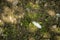 Single White Feather on Ground