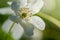 Single white flower. Dreamy wood anemone wild flower in forest Anemone Nemorosa