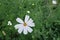 Single white flower of garden cosmos in mid July