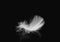 Single White Fluffly Feather on Black Background. Swan Feather.