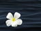 single white frangipani or plumeria flower on wave of dark blue creased towel