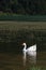 Single White Goose Swimming on Green Lake, Azores