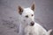 Single white homeless dog sitting on the ground , animal outdoor background