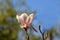 Single white with light purple petals Magnolia flower on top of tree branch next to small branch with closed flower buds on green