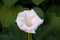 Single White Morning Glory Flower in Warm Sunlight