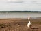 Single white mute swan on beach curious coming towards