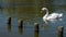 Single white mute swan, swimming on pond in summer with wooden posts