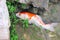 Single white with orange color fancy carps or colorful koi fish  eating algae near rock in nature water pond , top view