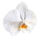 A single white orchid (Phalaenopsis Kolibri White Fall, multi-shoot). Isolated.