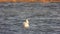 A Single White Pelican in The Lake