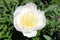 Single white peony, a macro close-up