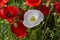 Single White Petal Peace Poppy Flower