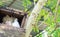 Single White Pigeon (Dove) in The Wooden Box Nest at The Corner with Copyspace