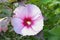 Single white and pink hibiscus