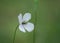 Single white poppy flower or Papaver dubium, green grass background, nature outdoors, meadow with wild flowers close-up