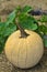 Single white Pumpkin with lush green leaves