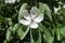 Single white quince flower among leaves