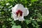 Single white and red flower of Hibiscus syriacus in July