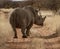 Single white rhinoceros stands on a dirt road