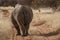 Single white rhinoceros stands on a dirt road