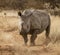 Single white rhinoceros stands on a dirt road