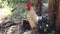 Single white rooster bantams  standing in garden