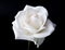 Single White Rose