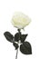 A single white rose artificial flower