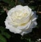 Single white rose blossom in full bloom with green foliage