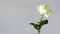 Single white rose flower on gray background