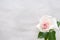 Single white rose on tender background