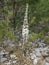 Single white squill, Drimia Urginea maritima also called sea squill or sea onion, beautiful wild flower at limestone