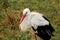 Single white stork Ciconia ciconia walking in field through on a green meadow looking for food. Stork is resting on ground.