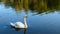 Single white swam swim in sunset water. White swan the largest flying bird