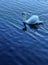 Single white swan floating on beautiful blue lake as background with reflection and ripple on water surface at his foreground.