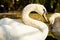 Single white swan in a lake reflective water square composition